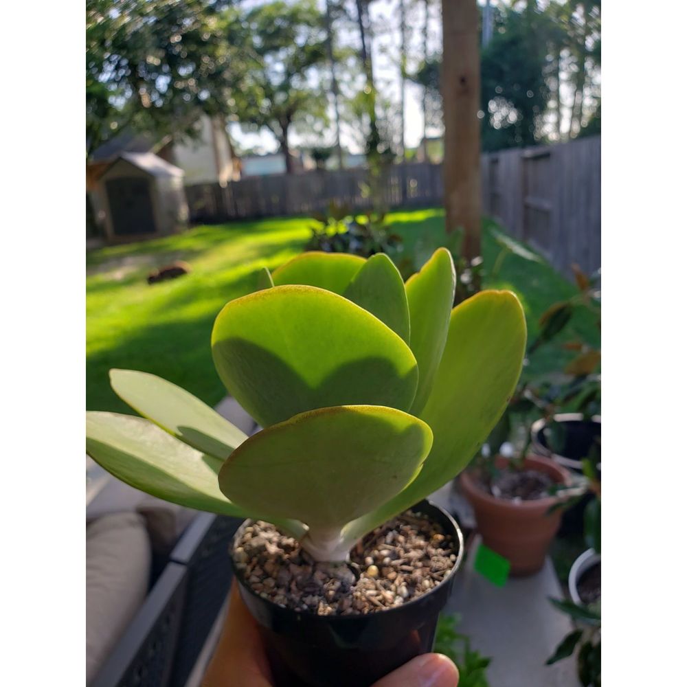 Flapjack Succulent